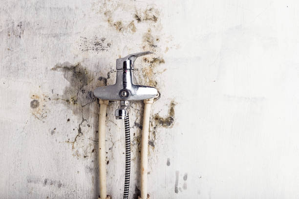 Best Affordable Mold Removal  in Gibsonburg, OH