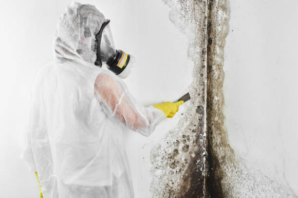 Best Residential Mold Removal  in Gibsonburg, OH