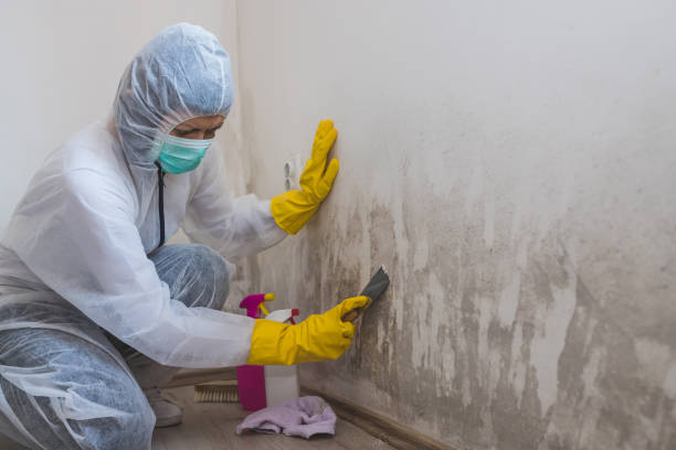 Best Commercial Mold Removal  in Gibsonburg, OH