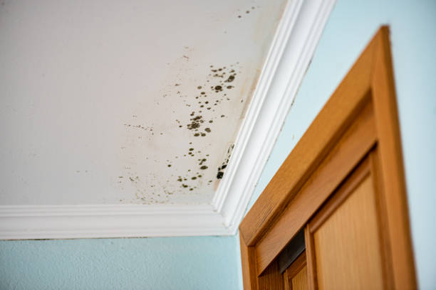 Best Mold Removal Specialists  in Gibsonburg, OH