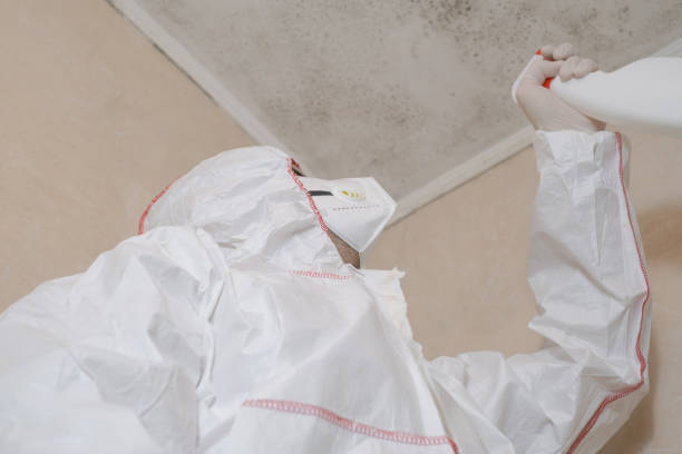 Trusted Gibsonburg, OH Mold Removal Experts