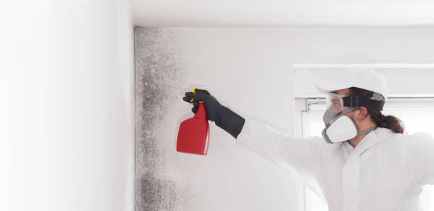 Mold Removal Process in Gibsonburg, OH