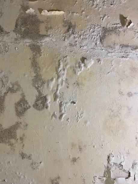 Best Emergency Mold Removal  in Gibsonburg, OH