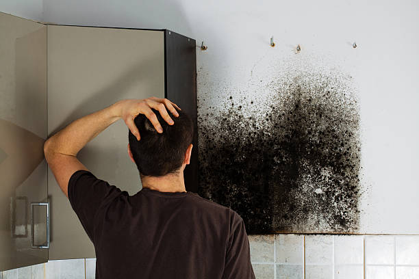 Best Mold Removal Near Me  in Gibsonburg, OH