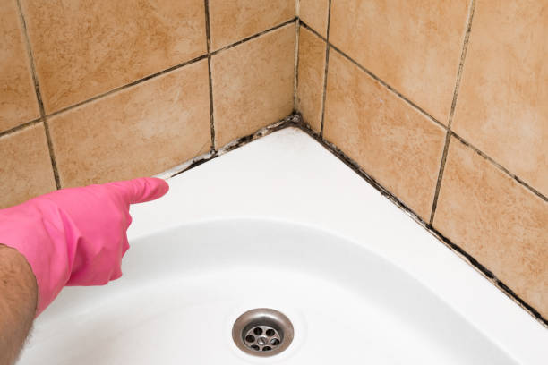 Mold Removal and Inspection in Gibsonburg, OH